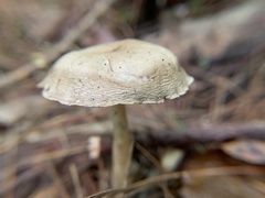 Rhodocybe