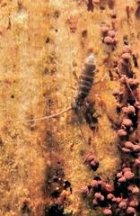 Tomocerinae