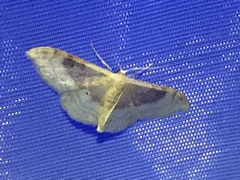 Idaea degeneraria