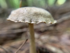 Rhodocybe