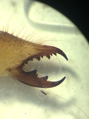 Eremobates suspectus