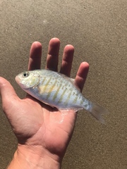 Amphistichus argenteus