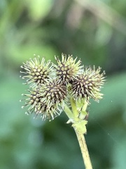 Sanicula canadensis