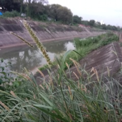 Setaria verticillata