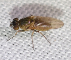 Ephydridae