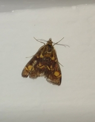 Pyrausta aurata