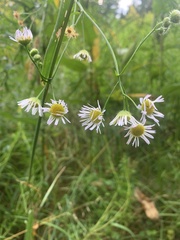 Erigeron strigosus