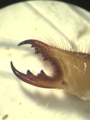 Eremobates suspectus