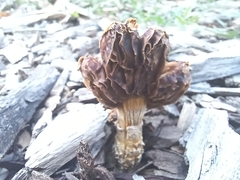 Protostropharia semiglobata