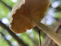 Rhodocybe