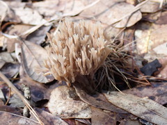 Clavulina coralloides