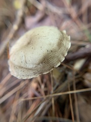 Rhodocybe