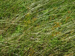 Juncus canadensis