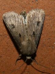Agrotis exclamationis