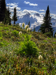 Pulsatilla occidentalis