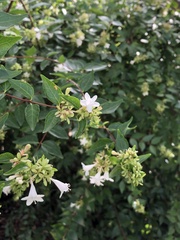Abelia
