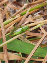 Orchelimum gladiator