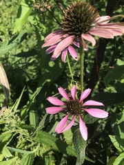 Echinacea purpurea