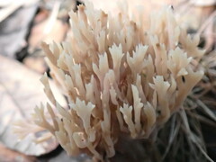 Clavulina coralloides