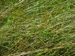 Juncus canadensis