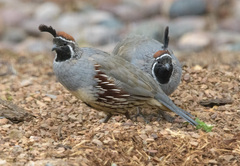Callipepla gambelii