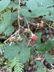 Rubus fruticosus