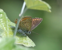 Polyommatus icarus