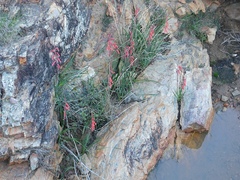Watsonia aletroides