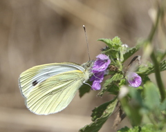 Pieris brassicae