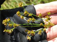 Juncus canadensis
