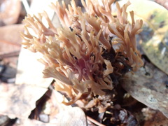 Clavulina coralloides