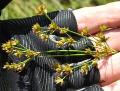 Juncus canadensis