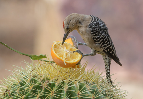 Gila Woodpecker