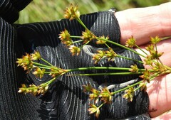 Juncus canadensis