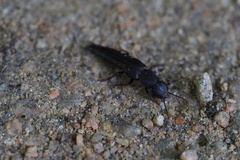 Platydracus inornatus