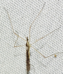 Trichocera
