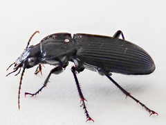 Pterostichus niger