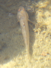 Neogobius melanostomus