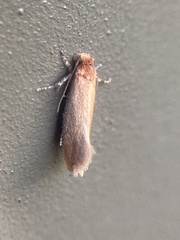 Tineola bisselliella