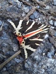 Euplagia quadripunctaria