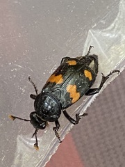 Nicrophorus orbicollis