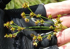 Juncus canadensis