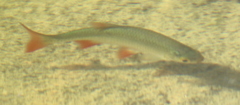 Scardinius erythrophthalmus