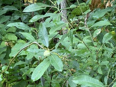 Rabdophaga strobiloides