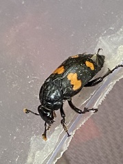 Nicrophorus orbicollis