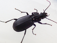 Pterostichus niger