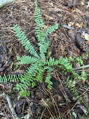 Asplenium platyneuron