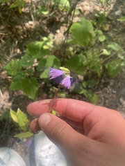 Campanula rapunculoides