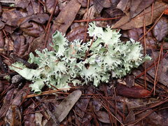 Parmotrema perforatum