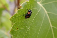 Cryptocephalus notatus